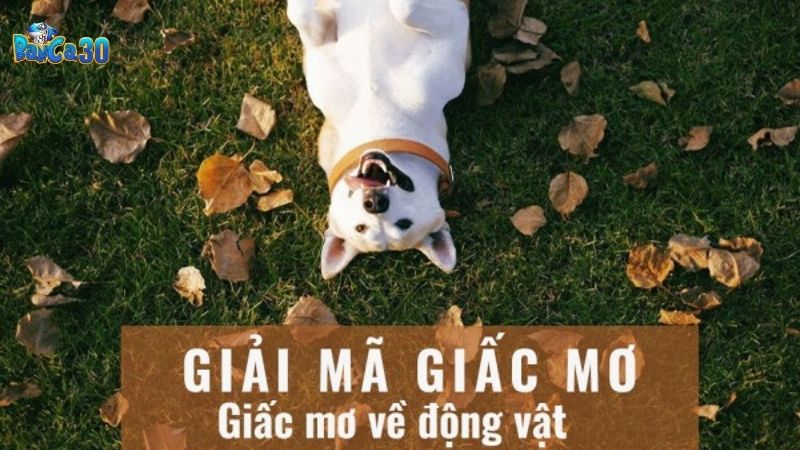 Mơ Thấy Động Vật: Giải Mã Giấc Mơ Điềm Báo Tốt Hay Xấu?